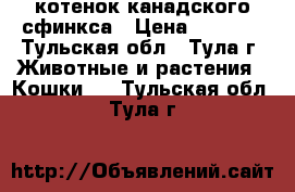 котенок канадского сфинкса › Цена ­ 2 000 - Тульская обл., Тула г. Животные и растения » Кошки   . Тульская обл.,Тула г.